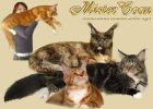 Мейн кун котята- настоящие рысята в Саратове! (3 фотографии)
