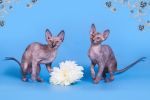Царственная особа- котёнок Эльф, бамбино, двэльф, сфинкс. (5 фотографий)