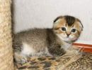 Шотландские котята золотых окрасов (2 фотографии)