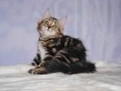 Сибирские котята фотография