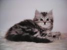 Сибирские котята мраморных окрасов фотография