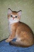 Тикированные шотландские котята из питомника Bene Vobis фотография